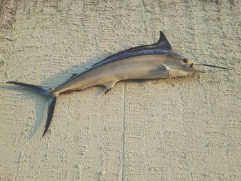 Dead marlin on wall