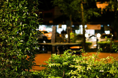 Close-up of plants against trees