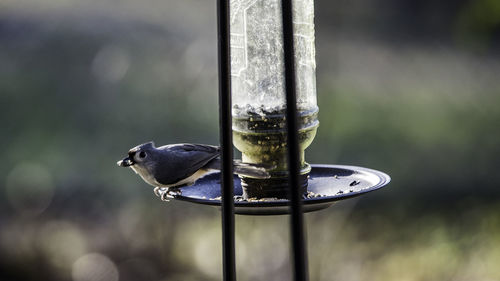 Close-up of bird perching on feeder