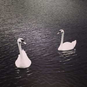 Swan in water