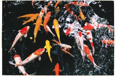 High angle view of koi carps swimming in pond