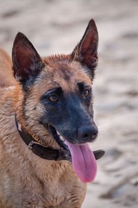 Close-up portrait of dog on beach