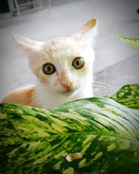 Close-up portrait of cat