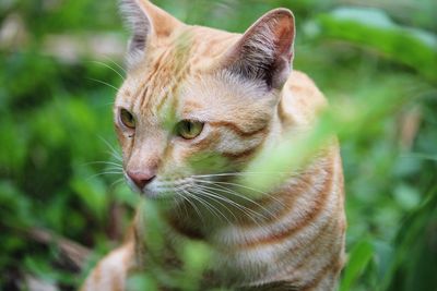 Close-up of a cat looking away