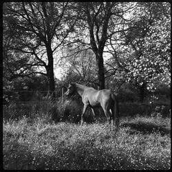 Sheep grazing on field