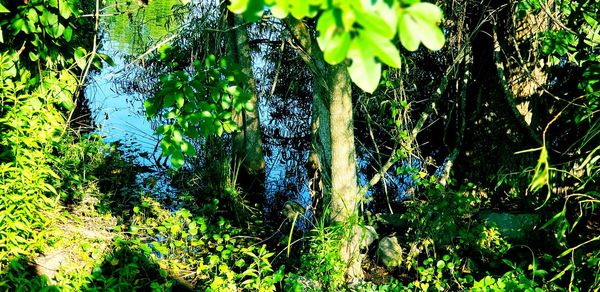 Plants and trees in forest