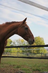 Horse on field against sky