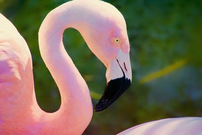 Close-up of a bird