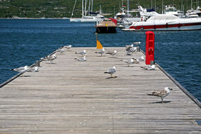 Seagulls perching on pier by river