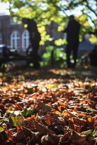 Close-up of autumn leaves fallen in forest