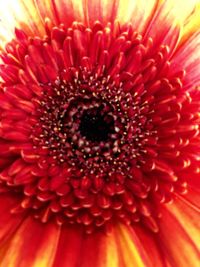 Full frame shot of red flower