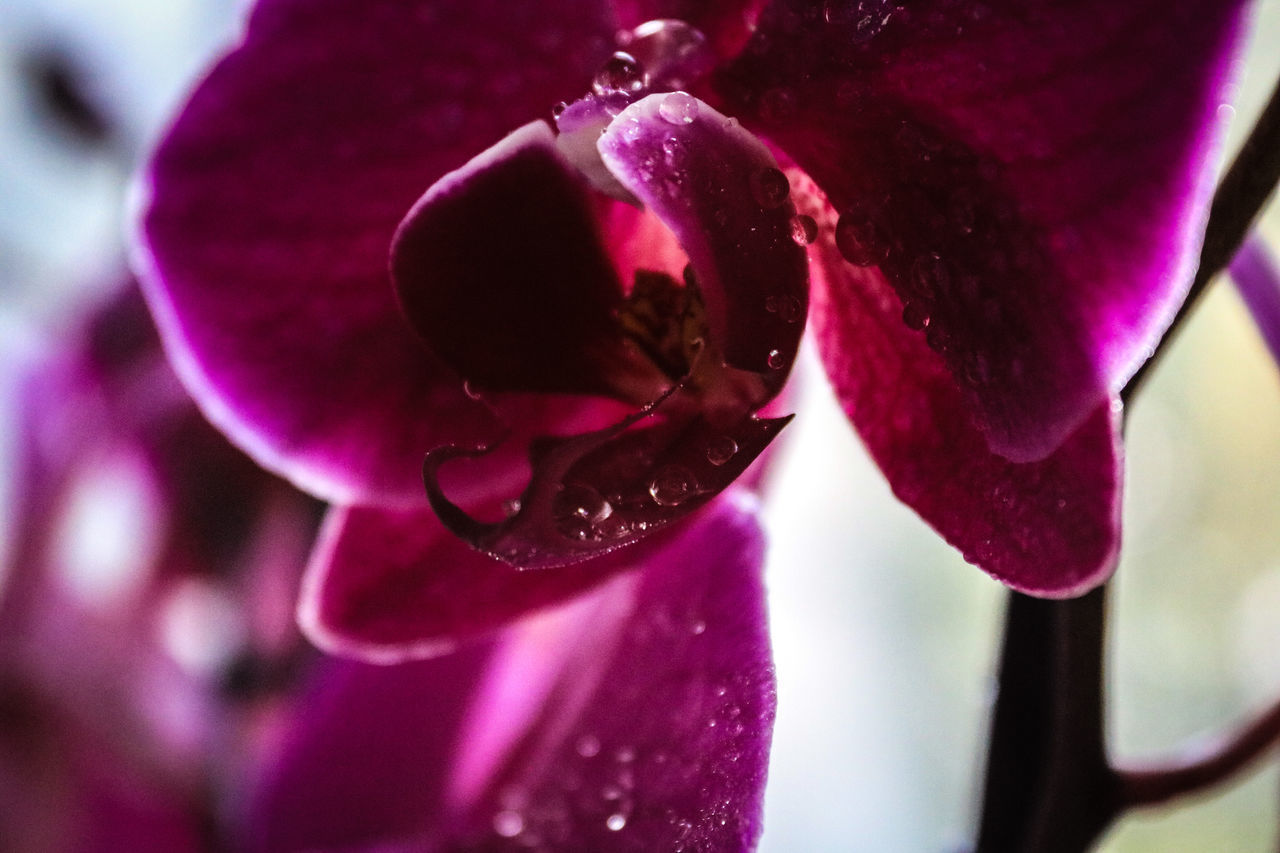 CLOSE-UP OF WET PINK FLOWER