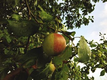 Low angle view of apples on tree