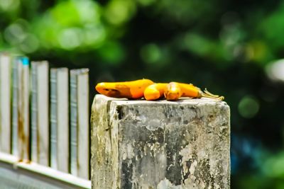 Close-up of orange on wooden post