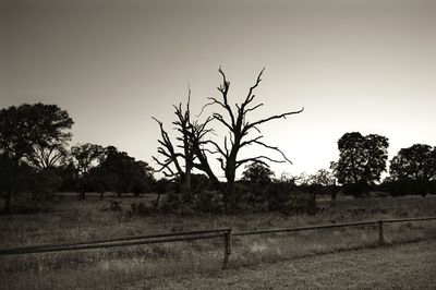 Trees on field against clear sky