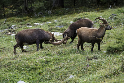 Fighting ibex in the valley lauterbrunnental near lauterbrunnen, switzerland