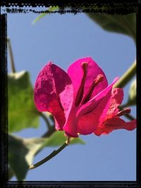 Close-up of pink flowers