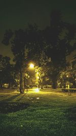 Trees in park at night