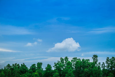 Low angle view of trees against blue sky