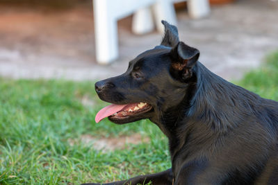 Dog looking away on field