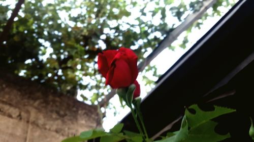 Low angle view of rose against trees