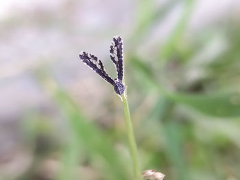 Close-up of snow on plant platyptilia is a genus of moths in the family pterophoridae 