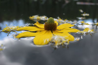 Close-up of yellow flowering plant