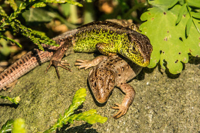 Close-up of lizard on tree