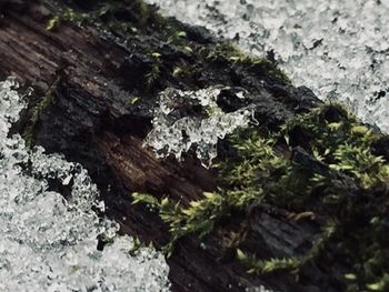 Close-up of moss on rock