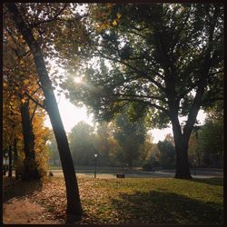 Trees in sea during sunset