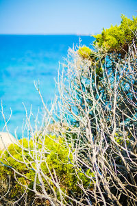 Plants growing against blue sky