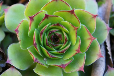 Close-up of plant