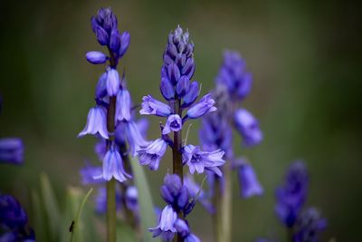 Close-up of purple flowering plant