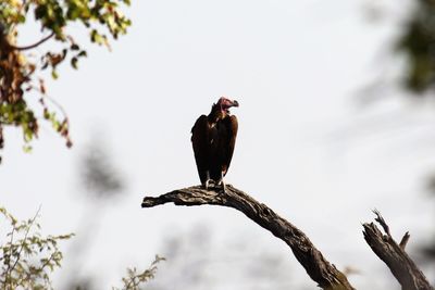 Low angle view of bird perching on branch