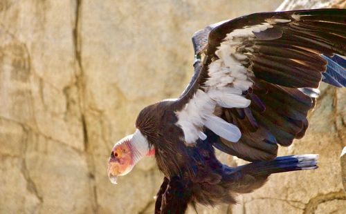 Close-up of bird flying
