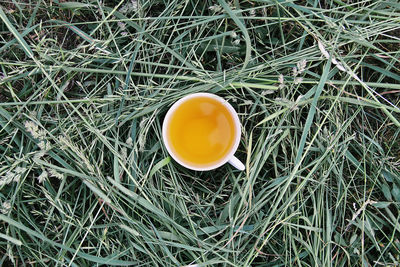 High angle view of orange tea on field