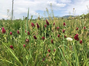 Close-up of flowering plants on field against sky