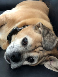 Close-up portrait of dog resting