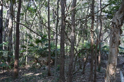 Trees in forest