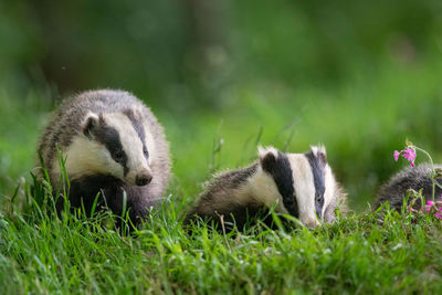 Close-up of badgers on grass