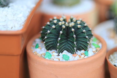 Close-up of potted plant