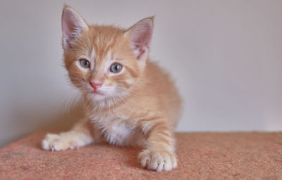 Portrait of kitten