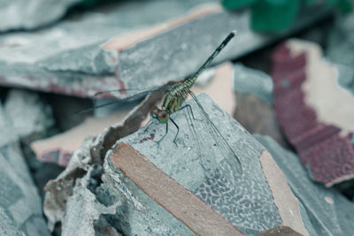 Close-up of insect on wood