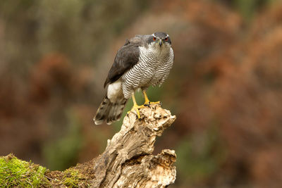 Close-up of bird perching on tree