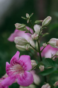 Close-up of pink flowering plant