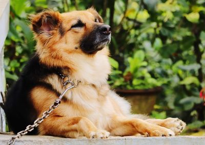 Close-up of a dog looking away