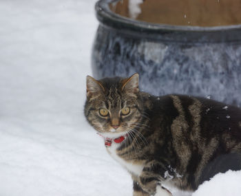 Close-up portrait of cat