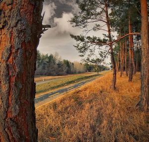 Trees on field against sky