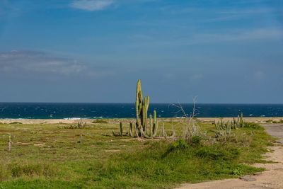 Cactus by sea on field