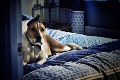 Dog sitting on floor